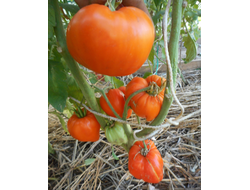 Томат Оранжевое сердце (Лискин нос)
