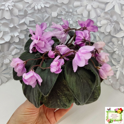 Pink Tulip Gold (японская селекция)