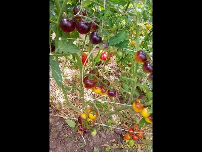 Томат Лесной Голубой Шмель (Bosque Blue Bumblebee)