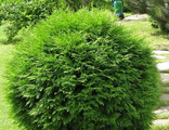 Туя западная Глобоза (Thuja occidentalis Globosa)