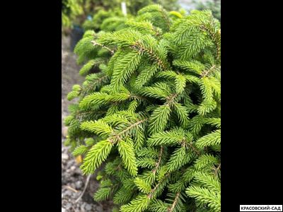 Ель Нидиформис Nidiformis