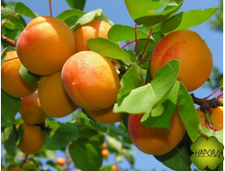 Абрикос "Алеша" (сорт опылитель, вкусный, саженец 2,5 года)