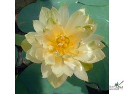 Лотос Бинг Джиао (Bing Jiao)