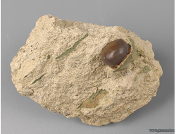 Зуб костной рыбы Pycnodus sp., в породе. Россия. 55*40*38мм