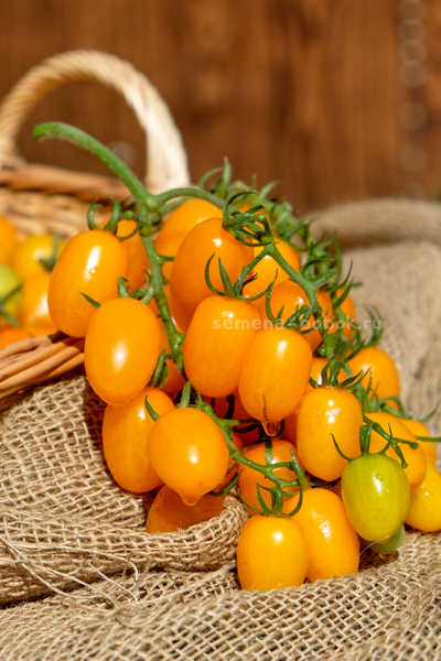 Томат  Datterini yellow (Даттерини Желтый), 10 шт