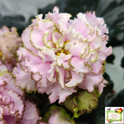 БР-Кудряшка (С. и Н. Буркацкие) 2021 г. (лист с деткой укоренённый)