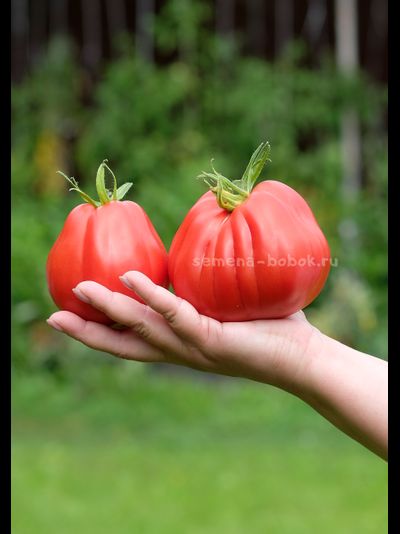 Томат Тюрбан Магриба, 10 шт