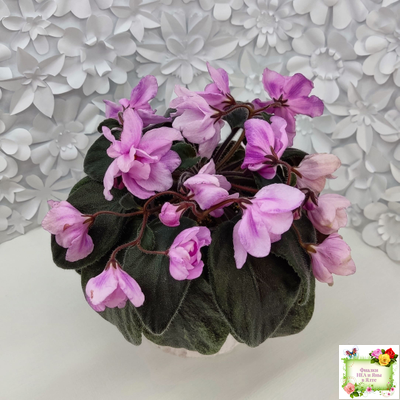 Pink Tulip Gold (японская селекция)