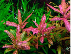 Hygrophila rosanervis