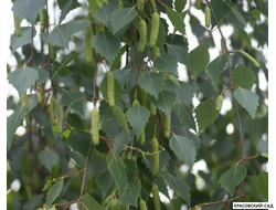 Береза бородавчатая - Betula pendula