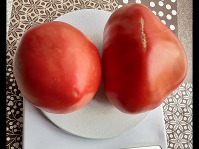 Томат Страстное сердце Энтони (Anthony's Passionate Heart)