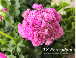Пеларгония Персефона фото