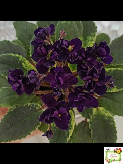 ЛЕ-Мия (Е.Лебецкая) 2018 г.