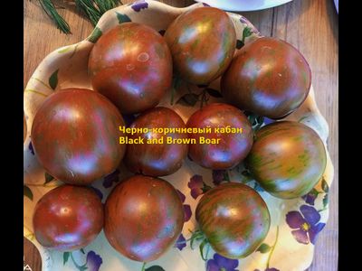 Томат Кабан чёрно-коричневый (Black and Brown Boar)