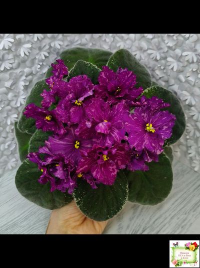 РМ-Финикийская Принцесса (Н. Скорнякова) 2023 г.