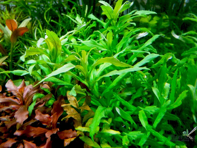 Погостемон сампсони (пучок)