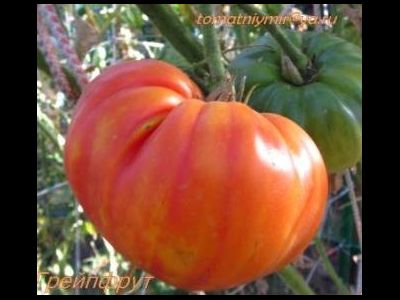 Томат Грейпфрут