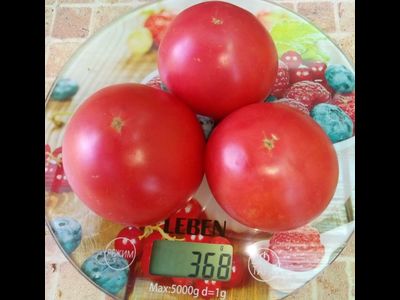 Томат Демидов