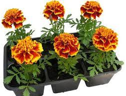 СУПЕР ХИРОУ СПРАЙ 6ШТ