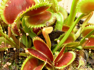 Dionaea muscipula Uk-2