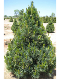 Сосна кедровая