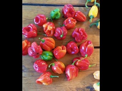 Перец острый Aji Rosita Rojo
