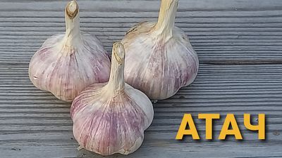 ЧЕСНОК &quot;АТАЧ&quot;