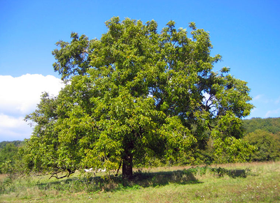 Грецких орех