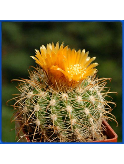 Parodia hausteiniana