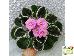 Р-Донна Роза Дальвадорес (В. Зуб) 2021 г.