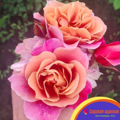 Дистанс Драмс (Distant Drums)