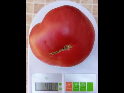 Томат Немецкий красный бабушки Кентрел (Granny Cantrell’s German), Канада