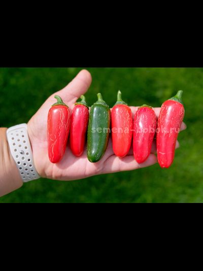 Перец острый Jalapeno Senorita (Халапеньо Сеньорита), 10 шт