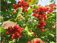 Калина Вигоровская