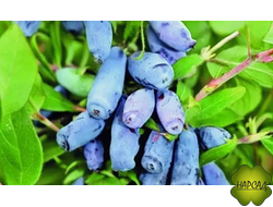 Жимолость "Мальвина" (сладкая ягода)