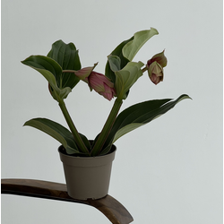 Флорариумы и горшечные растения