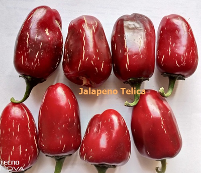 Перец острый Jalapeno Telica