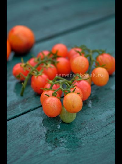 Томат Gajo Mellon (Ломтик дыни), 10 шт