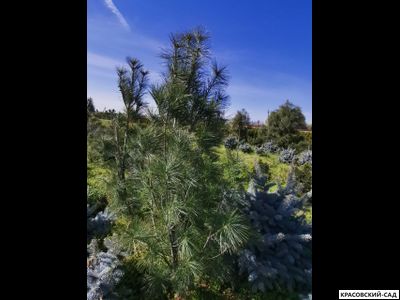 Сосна Фастигиата - Fastigiata