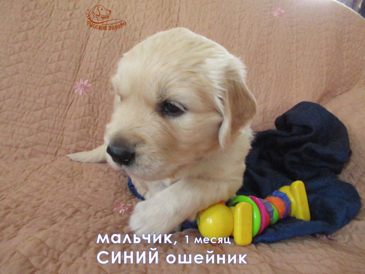 РЗ Палермо, мальчик синий ошейничек, 1 мес