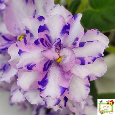 МК-Ветер Перемен (М. Карпова) химера стандарт (стартер сорт)