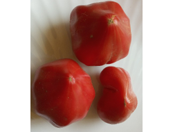 Томат Ребристый Эуганских Холмов (Costoluto Colli Euganei), Италия