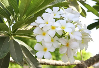 Цветочный воск Франжипани (Plumeria alba) 10г