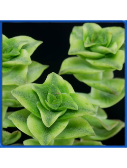 Crassula perforata 'Variegata'