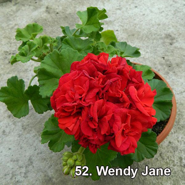 пеларгония Wendy Jane 