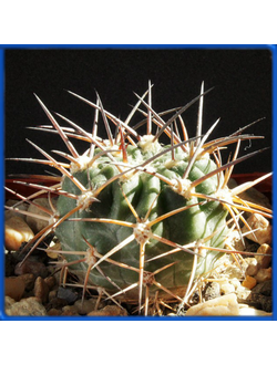 Acanthocalycium griseum P 144
