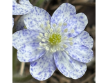 Hepatica nobilis &#039;&#039;Bavarian Blue&quot;&#039;