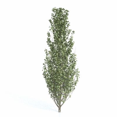 лиственные Тополь пирамидальный Rus-Eur8