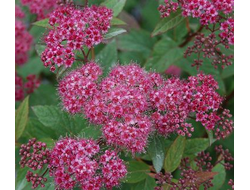 Спирея японская Неон Флеш (Neon Flash), 0,5 л