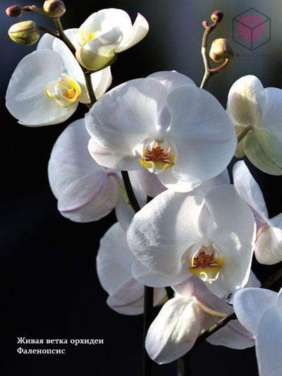 Набор молдов "Бутоны орхидеи фаленопсис"